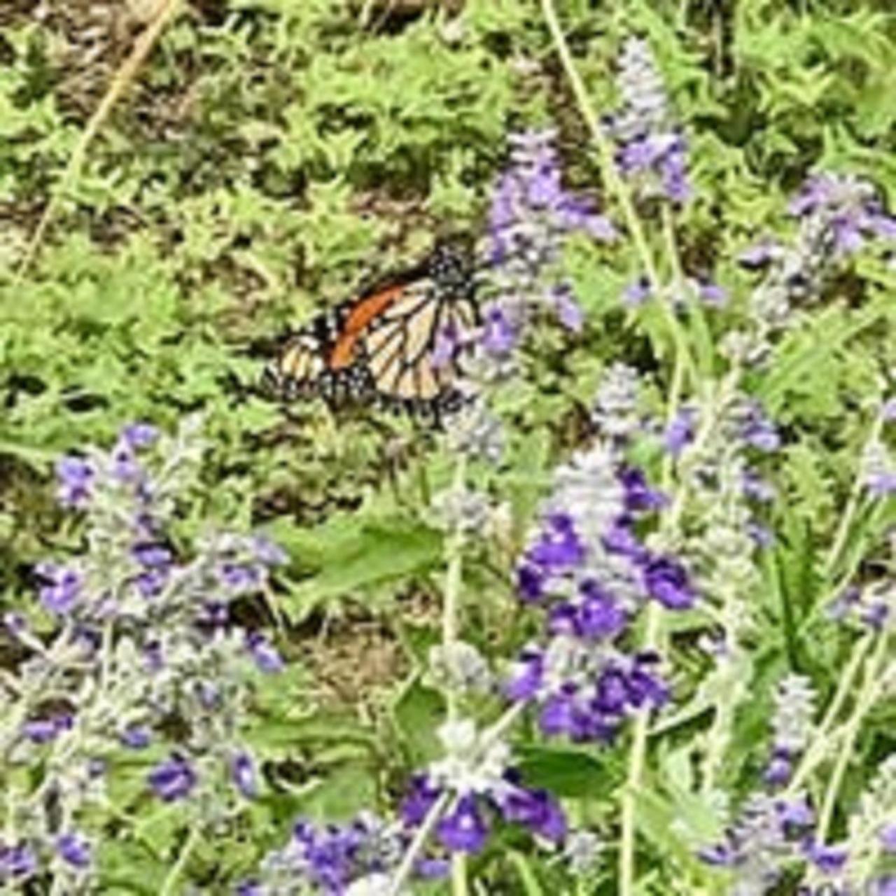 City On A Hill At Spring Creek Fredericksburg Buitenkant foto